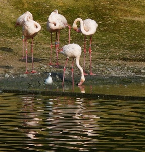 rosa, acqua, fenicotteri, stagno, uccelli, riflessi, gabbiano, quattro, piume, zampe, becco, aironi