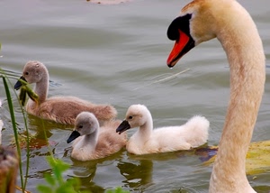 cigno, acqua, tre, becco, cigni, pulcini, animali, uccelli, lago