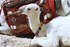 bianco, cammello, collare, deserto, animale, dromedario, tappeto, rosso, sabbia