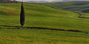 verde, erba, albero, colline, cipresso, collina, campagna, paesaggio, campi, prato, prati, orizzonte, panorama