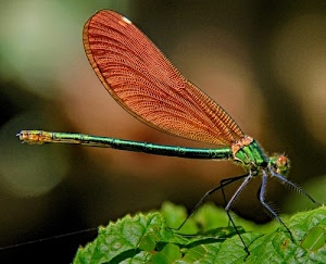 insetto, verde, ali, libellula, zampe, sfocato, foglia, foglie, macro, insetti, rosso, corpo, animale, occhi, arancione, sfondo