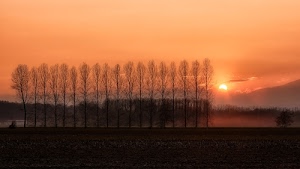tramonto, sole, alberi, nuvole, cielo, campagna, pioppi, acqua, controluce, piante, alba, rosso, fiume, arancione, foschia, coltivazione, silhouette, nebbia