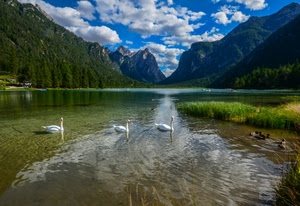 montagne, lago, nuvole, cigni, acqua, cielo, verde, alberi, riflesso