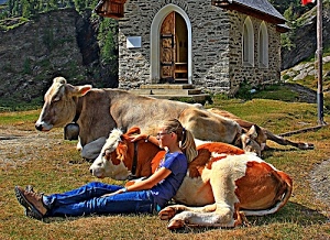 mucche, ragazza, campanaccio, chiesetta, erba, prato, chiesa, finestre, bionda, montagna, occhiali, porta, seduta, palo, bambina, orecchie, code, coda, verde, jeans, pascolo, vacche, cappella, due, sensazione, pezzata