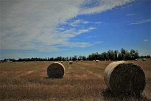cielo, nuvole, alberi, campo, fieno, pianura, balle, agricoltura, azzurro, campi, estate, campagna, paglia, verde, covoni, rotoballe, giallo, grano
