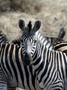 nero, bianco, zebre, orecchie, strisce, occhi, muso, animali, zebra, criniera, striate, africa, righe