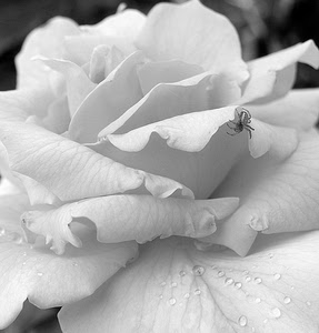 ragno, petali, bianco, fiore, rosa, gocce, bianconero, insetto