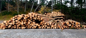 alberi, tronchi, bosco, strada, catasta, verde, legna, asfalto, marrone, rami, legname, taglio, foglie, grigio, legno