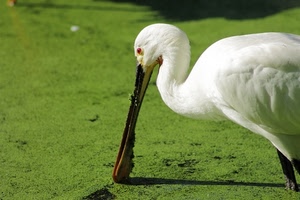 becco, uccello, bianco, verde, animale, prato, spatola, volatile, occhio, piume