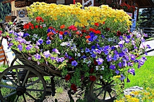 fiori, ruote, carriola, erba, colori, fioriera, piante, verde, giallo, verdi, carretto, rosso, raggi, foglie, rossi, viola, legno, carro, vasi, petunie, margherite
