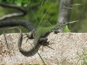 verde, lucertola, rettile, zampe, ramarro, coda, animale, muro, muretto, animali