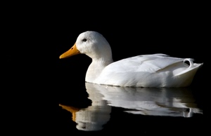 becco, riflesso, bianco, giallo, acqua, uccello, anatra, nero, oca, animale