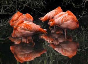 fenicotteri, acqua, uccelli, riflessi, rosa, piume, riflesso, quattro, erba, arancione, animali