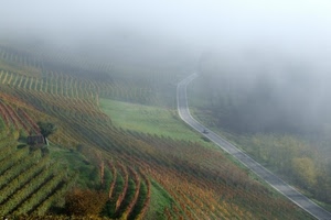 nebbia, strada, filari, collina, vigneti, vigneto, pendio, verde, autunno