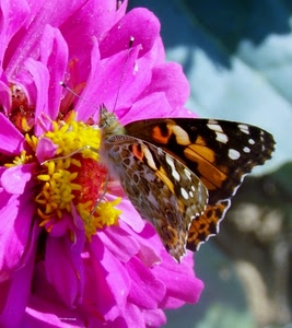fiore, farfalla, rosa, ali, insetto, giallo, petali