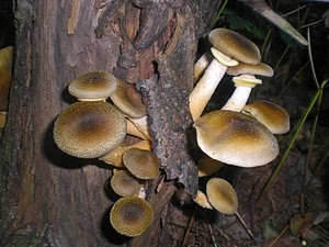 funghi, tronco, albero, corteccia, cappelle, bosco, marrone, gambi, legno, autunno