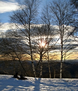 neve, alberi, sole, nuvole, cielo, controluce, rami, bianco, inverno, tronchi, ombre, ombra, betulle, azzurro