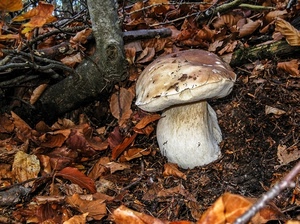 foglie, fungo, autunno, porcino, cappella, tronco, rami, bosco, sottobosco, gambo