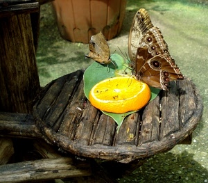 farfalle, ali, foglia, arancia, limone, legno, insetti, due, fetta, giallo, marrone