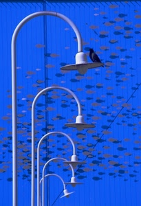 lampioni, uccello, pesci, azzurro, lampade, colombo, blu, nero