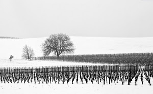 inverno, neve, bianconero, albero, bianco, alberi, vigneto, viti