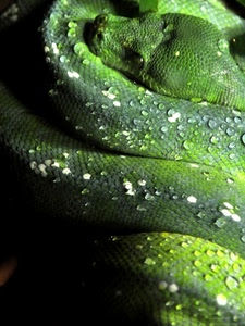 verde, serpente, gocce, acqua, squame, rettile, spire