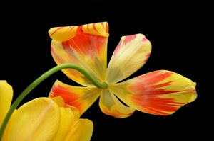 giallo, fiore, rosso, petali, tulipano, gambo, nero, stelo, verde, macro