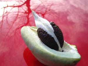 frutto, rosso, riflesso, albero, seme, rami, bianco, verde, macro, nocciolo, polpa, marrone, semi, cibo, rosa