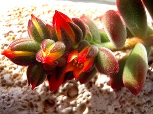 boccioli, foglie, rosso, fiori, pianta, fiore, verde, macro, grassa, pistilli, stami