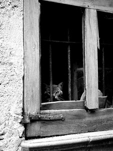 gatto, finestra, legno, bianconero, cardine, sbarre, baffi