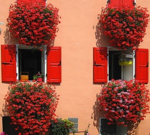 rosso, finestre, fiori, persiane, due, ante