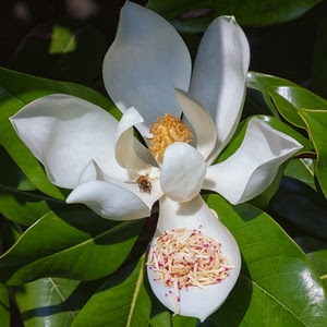 fiore, bianco, ape, foglie, verde, magnolia, petali, pistilli