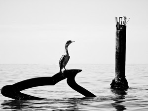 uccello, mare, acqua, bianconero, palo, colonna, relitto