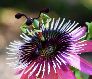fiore, petali, pistilli, verde, passiflora, rosa, foglie, viola, colori, macro, stami, natura, sfocato, fiori
