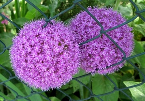 fiori, viola, rete, verde, foglie, due, fiore, rosa