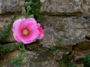 fiore, muro, rosa, verde, petali, pietre, erba, foglie, fiori, giallo, sassi, fessure, pietra