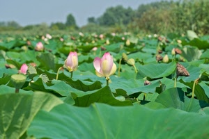 verde, fiori, foglie, rosa, campo, boccioli, piante, alberi, loto, petali