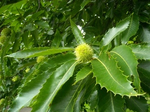 verde, foglie, riccio, spine, castagno, ricci, albero, piante, pianta