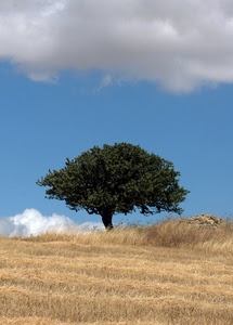 albero, nuvole, campo, cielo, verde, erba, uno, grano, solo