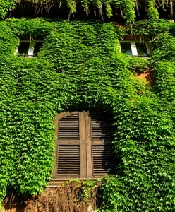 edera, verde, finestre, foglie, rampicante, finestra, marrone, legno, persiane, piante, casa, vetri, facciata