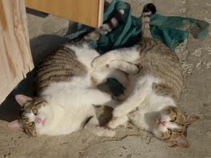 gatti, due, animali, occhi, zampe, code, musi, felini, bianco, sdraiati, mici