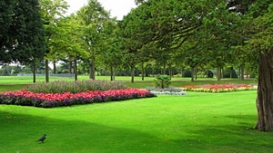 aiuole, fiori, alberi, prato, uccello, parco, erba, verde, giardino, aiuola