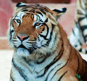 tigre, occhi, baffi, muso, animale, bianco, felino, nero, strisce, bocca, naso, pelo, feroce, orecchie
