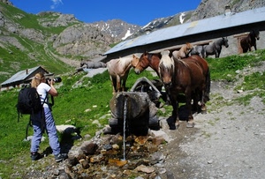 cavalli, fotografa, fontana, acqua, montagna, fotografo, baita, zaino, abbeveratoio