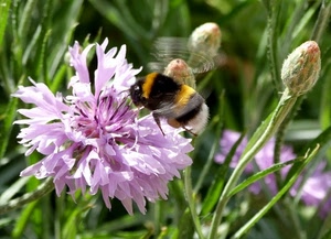 fiore, insetto, ape, bombo, ali, verde, viola, rosa, petali, fiori