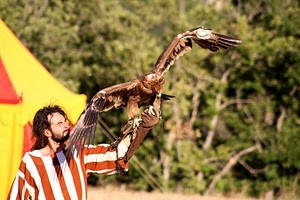 falconiere, falco, rapace, righe, guanto, uccello, ali