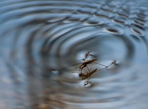 acqua, insetto, onde, zampe, zanzara, riflesso, macro, cerchi, animale, corpo