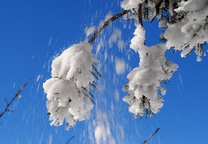 neve, ramo, cielo, bianco, azzurro, rami, inverno, albero, aghi, alberi