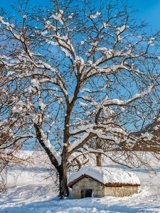 neve, albero, rami, inverno, tetto, bianco, rifugio, azzurro, casolare, casetta