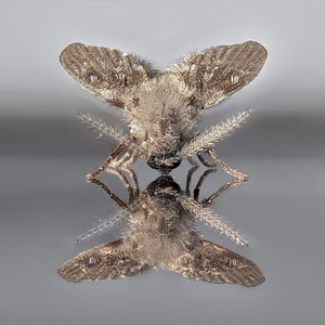 ali, insetto, riflesso, zampe, antenne, macro, specchio, animale, peli, farfalla, peluria, mosca